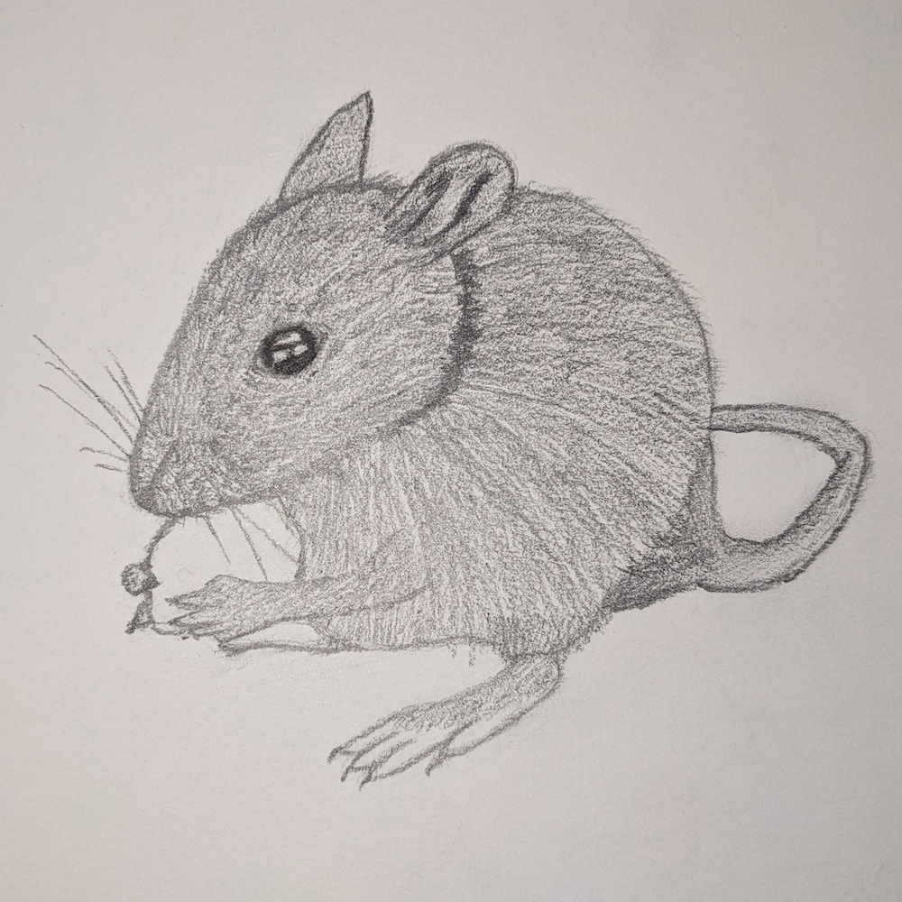 Mouse Pencil Sketch
