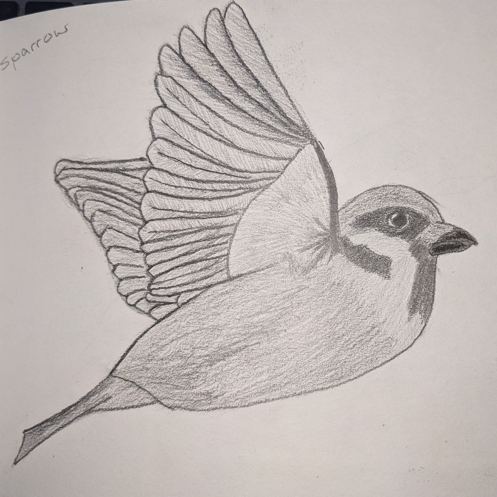 Sparrow Pencil Sketch